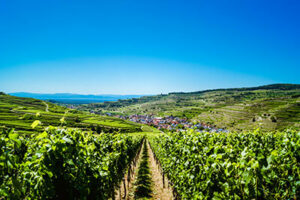 Vineyard panorama in Black Forest