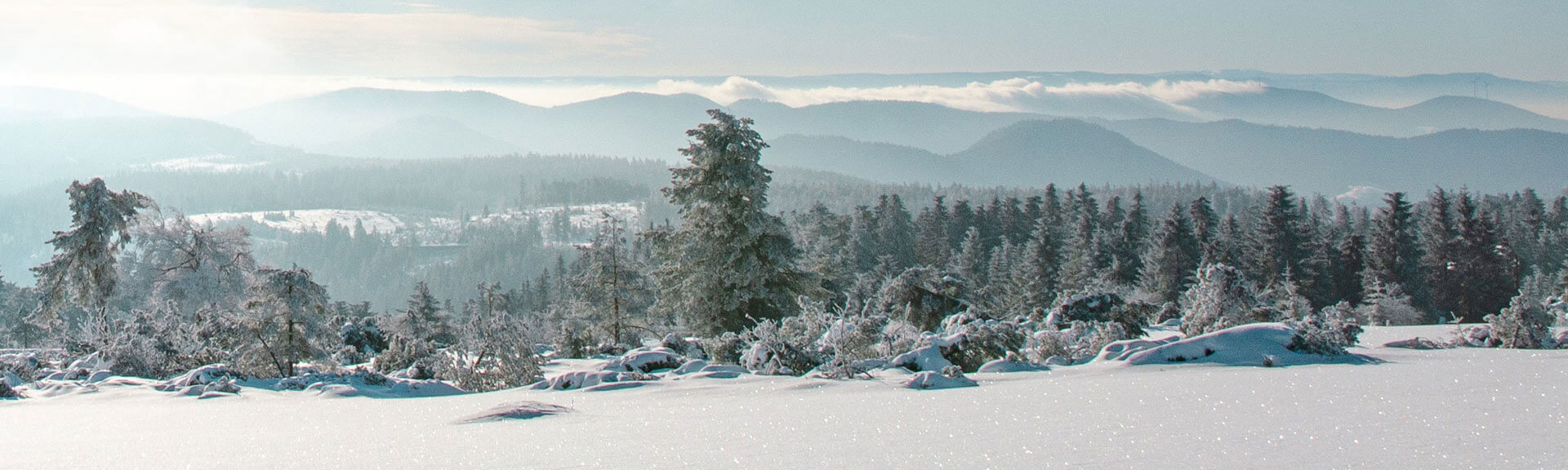 snowy landscape in the black forest